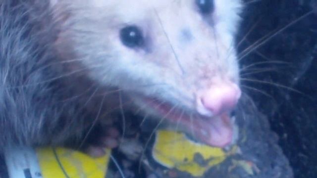How to can possum.. смотреть онлайн