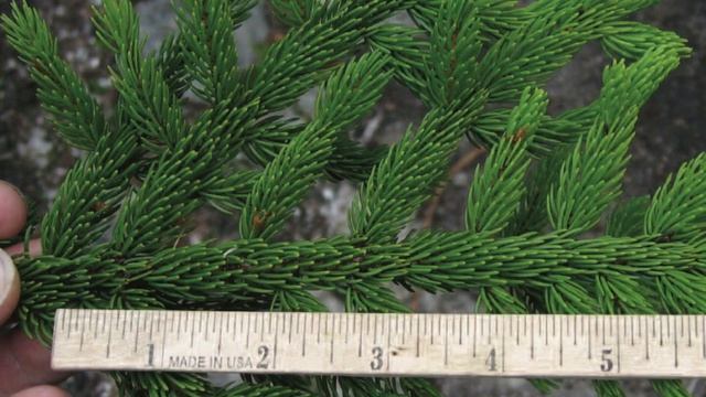 Intro to Coniferous Trees смотреть онлайн