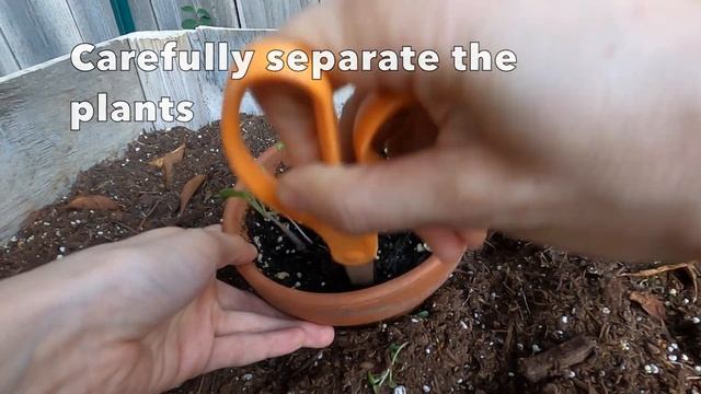 🍅 🌱 Grow a Tomato Plant From a Tomato! смотреть онлайн
