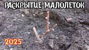 РАСКРЫТИЕ 1-2 ЛЕТНИХ САЖЕНЦЕВ винограда.