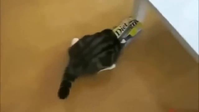 Коты,кошки,приколы с котами смотреть онлайн