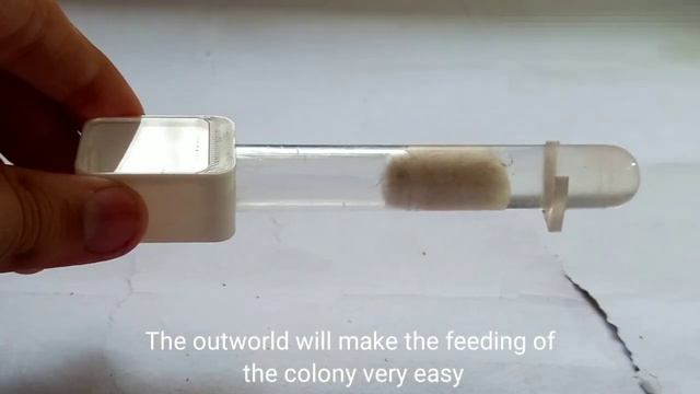 Introduction and Journey of my new Pheidole Colony смотреть онлайн