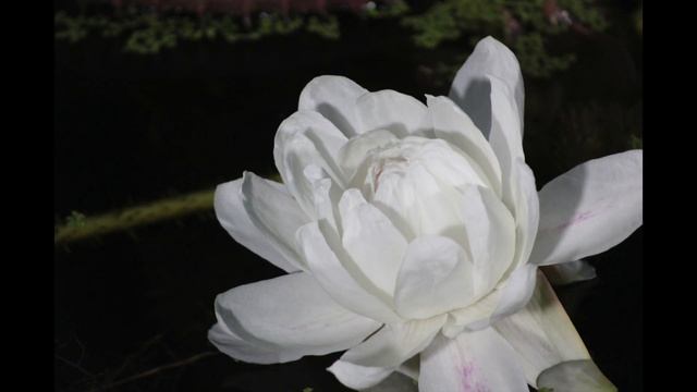 Victoria lily opening смотреть онлайн