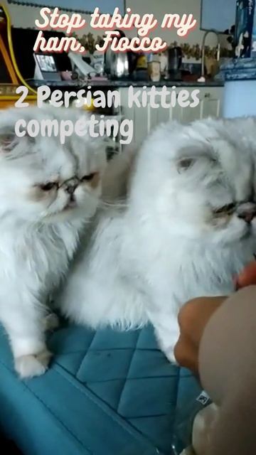 2 Chinchilla Persian kitties competing for ham. Funny/cute cats. смотреть онлайн