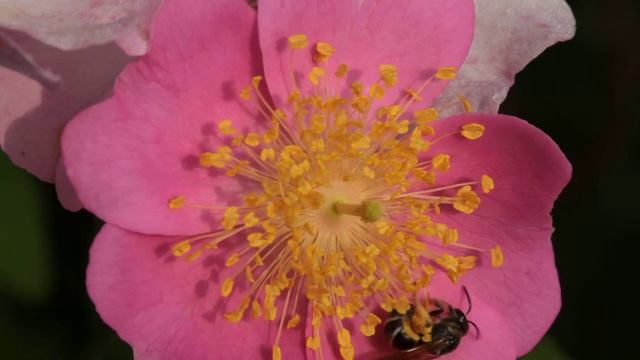 Halictid bee gathers rose pollen смотреть онлайн