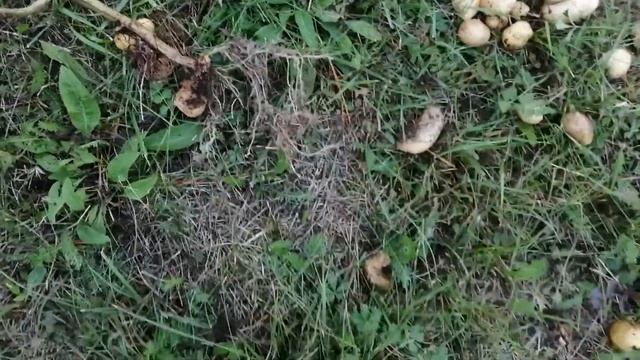 КУПЛЮ ДУДОЧКУ|| УРОЖАЙ картошки "под сеном". смотреть онлайн