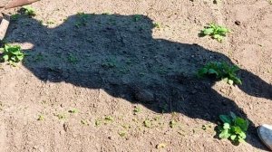 Полоть морковь просто. Граница поможет.#огородничество#морковка#