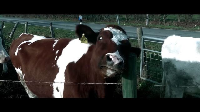 YI 4K+ | Animals | Slow Motion | 1080p смотреть онлайн
