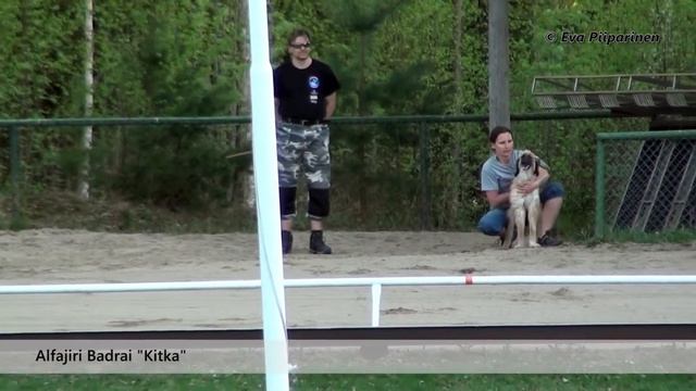 Afghan Hounds Kerttu & Kitka • Trial Run смотреть онлайн
