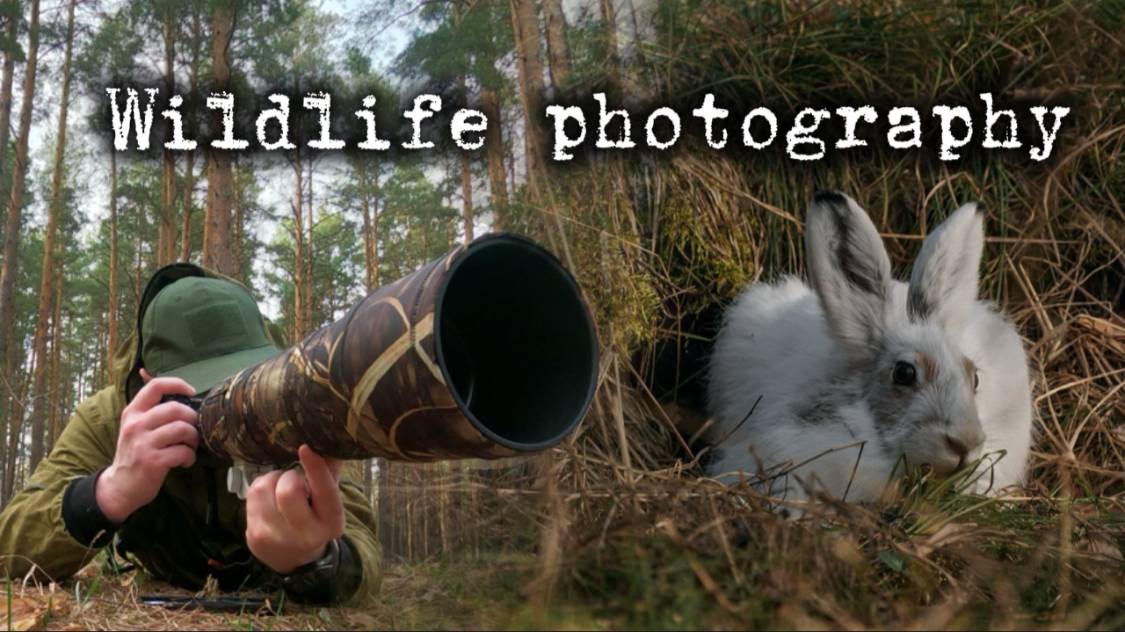 фотоохота от первого лица, косуля, заяц беляк