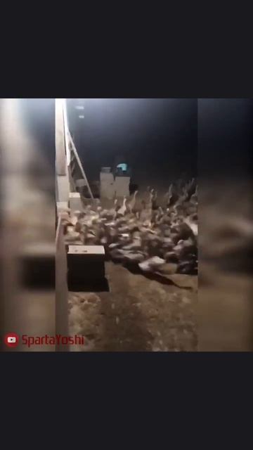 scene_output.mp4 смотреть онлайн