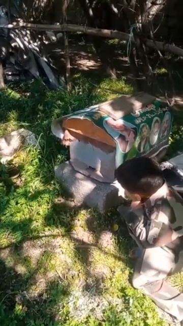 son laern in home bees #shorts #ytshorts #bees смотреть онлайн