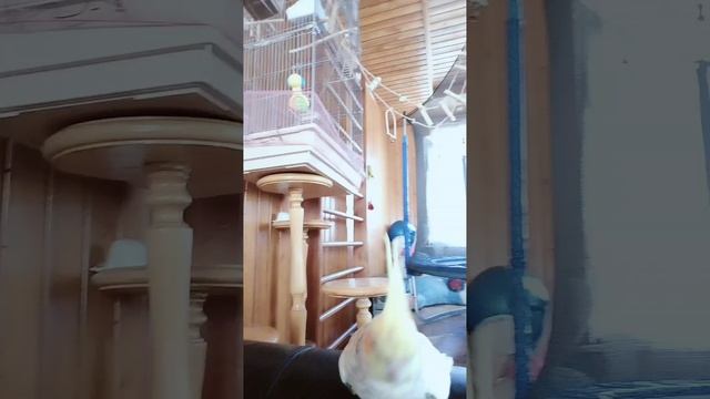 Жёлтое чудо