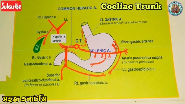 Artery Supply of Whole Body | Part-2 | Anatomy смотреть онлайн