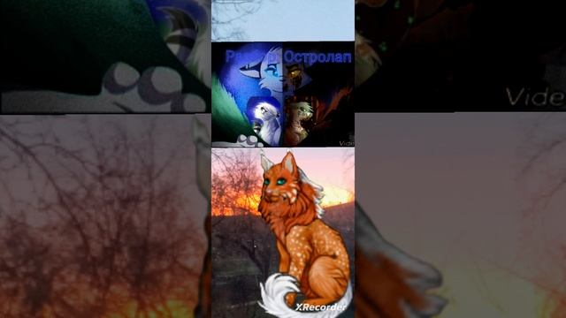 Коты-Воители разбор Остролапа \_теории_факты_внешка_семья_и_Остролап_/ смотреть онлайн