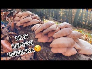 Вешенка 2022, мой первый поиск вешенки, грибы Крыма, вешенка в Крыму
