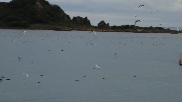 white fronted tern and black backed gull plague in 1080HD смотреть онлайн