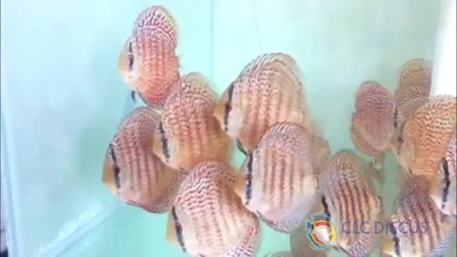 Discus Fish High Body Leopard смотреть онлайн