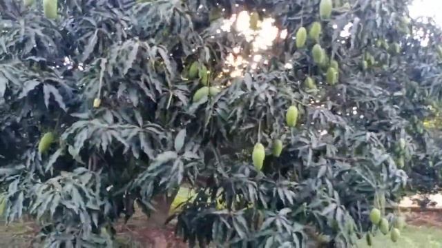 dasehri mango plant availble mango malihabad rais ahmad nursary up lucknow 8090148371 nafees смотреть онлайн