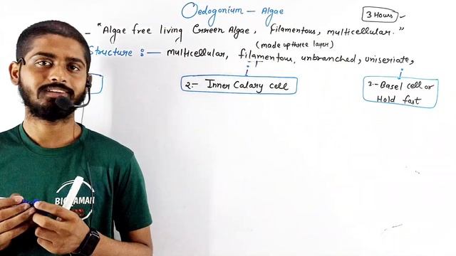 Chlorophyceae : Oedogonium Algae in Hindi | Oedogonium Habitat, Thallus Structure, Reproduction смотреть онлайн