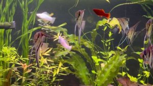 Мои травник без со2 и скаляриями.