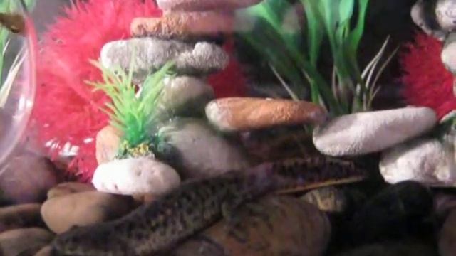 Испанский тритон смотреть онлайн