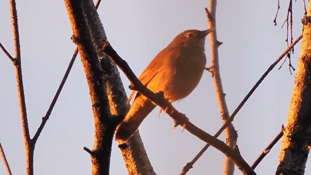 Viitasirkkalintu Locustella fluviatilis Helsinki Finland 13.6.2016 смотреть онлайн