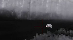 Охота с тепловизором Медведь