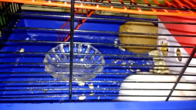 Суета. Хомяк в колесе - Vanity. Hamster in the wheel) | Хомячуля: Secret Life Hamster - Pets смотреть онлайн