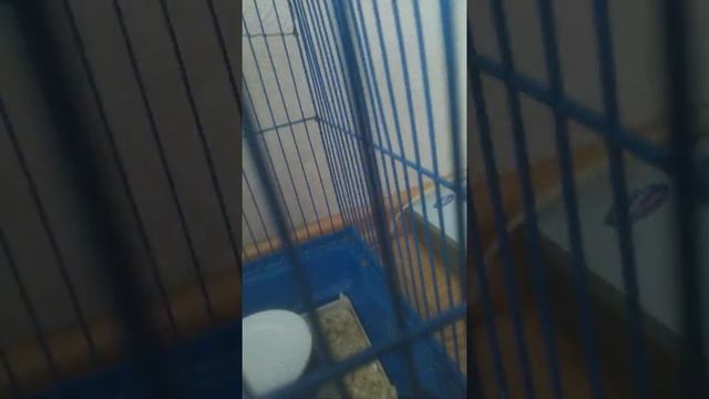 Когда хомяк глупый смотреть онлайн