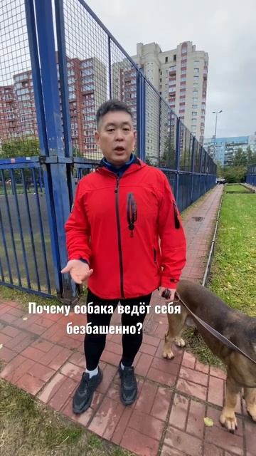 Одна из причин неспокойствия собаки-ваша неуверенность #собакадругчеловека #дрессировка #канекорсо смотреть онлайн