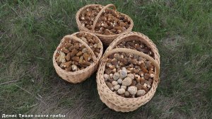 Весенние грибы повсюду