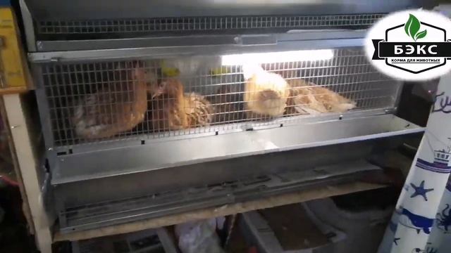 Клеточное содержание кур в доме, БЕЗ ЗАПАХА! Домашняя ферма с БЭКС смотреть онлайн