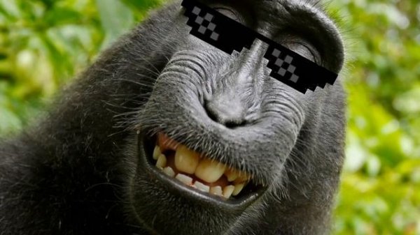 ГИМН БАБУИНА!