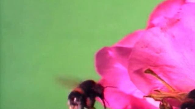 Metilación del abejorro bombus terrestris смотреть онлайн