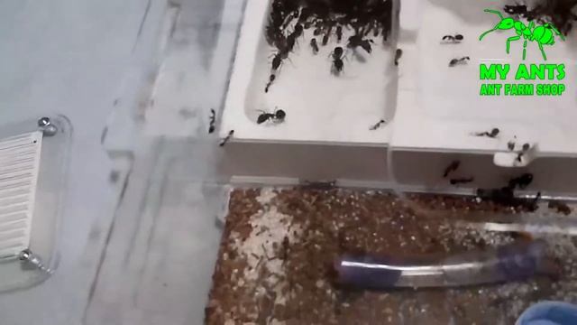 Ant Farm for Camponotus fellah (formicarium/nest for ants) смотреть онлайн