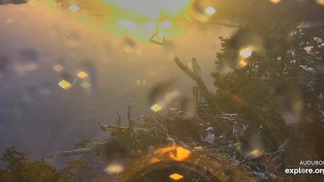 After the Thunderstorm (2 cams, timelaps) - Hog Island Osprey Nest 2020 07 08 смотреть онлайн