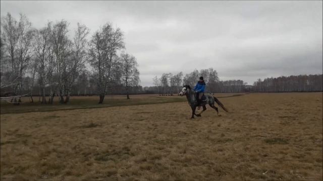 Ревнш, тренировки. 16.05.2018г. смотреть онлайн