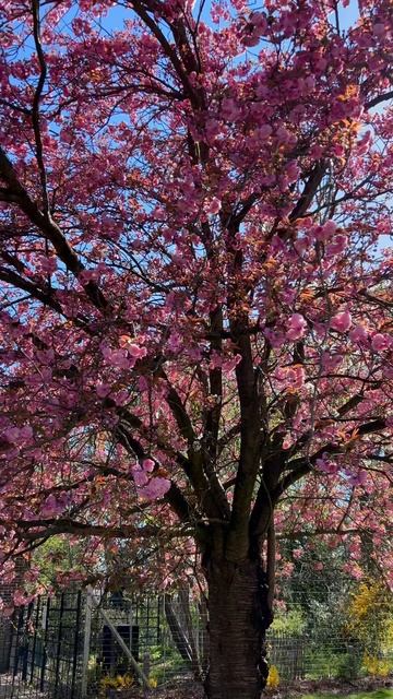 Весна в Англии #весна#англия#английскаяпогода#погодаванглии#цветы#цветение#апрель смотреть онлайн