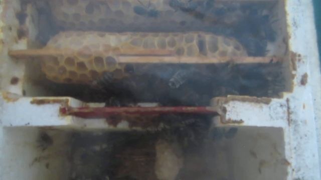 ПЧЁЛЫ И МАТКИ ХОТЯТ ЖИТЬ (6) смотреть онлайн