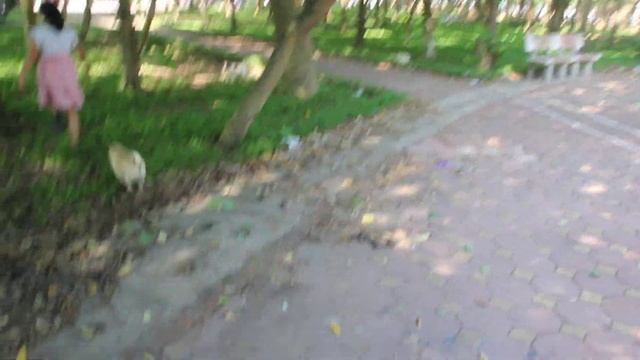 Wow Amazing Beautiful Girl Playing With Dog Smart & Funny Dog смотреть онлайн