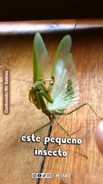 Mantis Religiosa смотреть онлайн