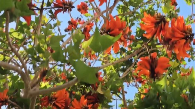 Bottle Brush Flowers Plant קליסטמון ЦВЕТУЩИЕ ЁРШИКИ ДЛЯ ПОСУДЫ смотреть онлайн