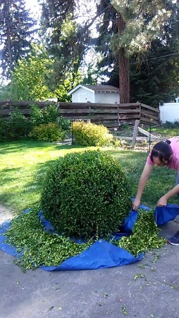 How to Hedge a Small Shrub #SHORT смотреть онлайн