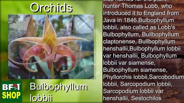 (Bulbophyllum lobbii) Orchids Gallery Malaysia at BF1 смотреть онлайн