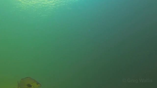 Native fish: Bony Bream (Nematolosa erebi) in Kakadu, NT. смотреть онлайн