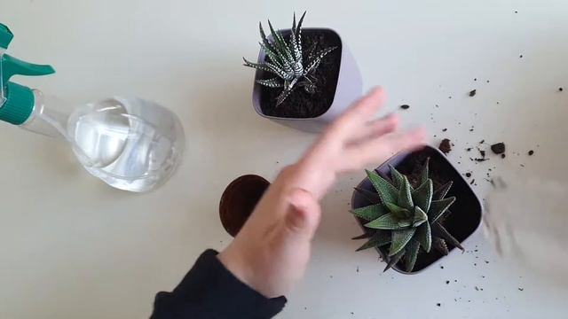 Haworthia Bitkisi Dekoratif Saksı Değişimi │ Decorative Pot Change of Haworthia Plant смотреть онлайн