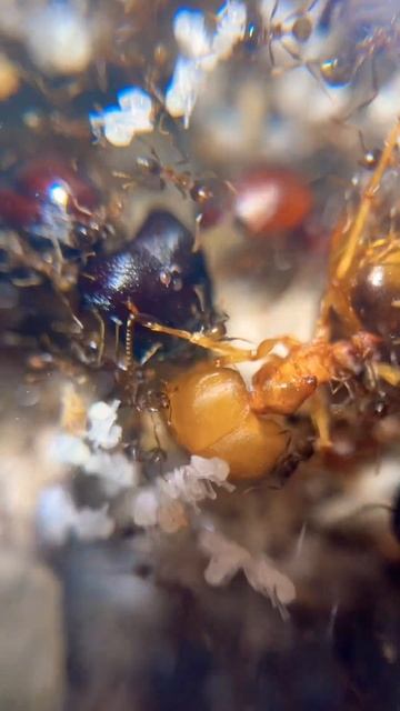 Carebara diversa, queen and big majors 😈❤️ #shorts #ants смотреть онлайн
