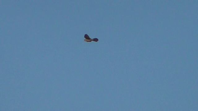 Kestrel Bird of prey i think National trust Burwell fen 10Mar15 UK 345p смотреть онлайн