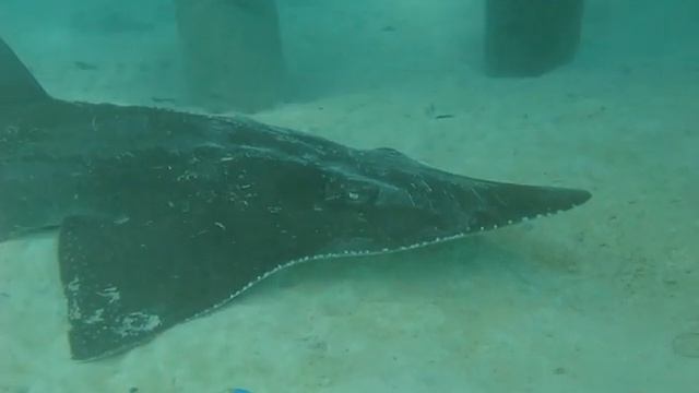 ShovelNose Ray - If you want to watch one only, this the one смотреть онлайн